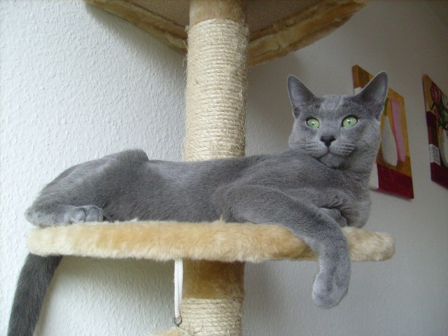 Russischblau-Deckkater vom Wolfsee - Russisch Blau - Krefeld
