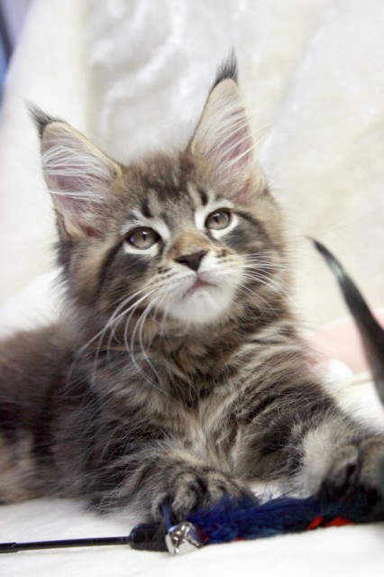 Dreamboy aus einmaliger Verpaarung......!!! - Maine Coon - Mendig