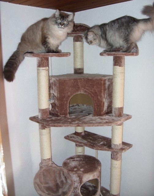 Sibirische Waldkatze 3 J. und Neva Masquerada Kater 5 J. suchen neuen Wirkungskr - Sibirische Katze - Dentlein