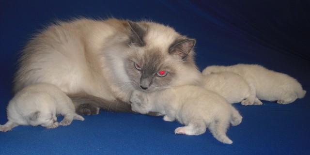 Neva Masquarade Kitten - Neva Masquarade -  Auerbach