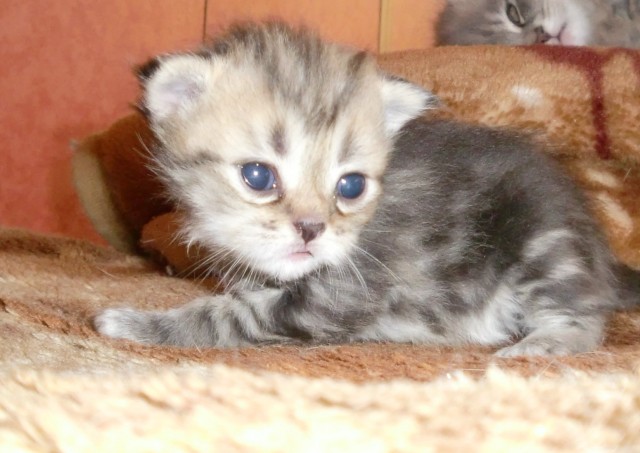 Bildschöne Perserbabys mit Näschen aus liebevoller seriöser Hobbyzucht suchen - Perser - Plauen