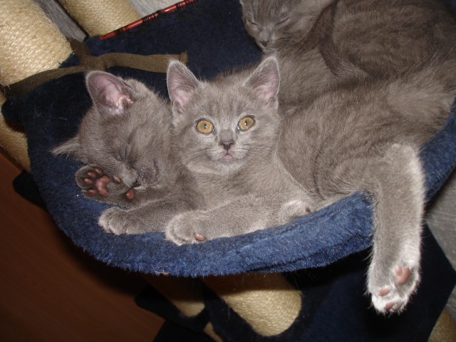 Kartäusermädchen, Chartreux - Kartaeuser - Otterberg