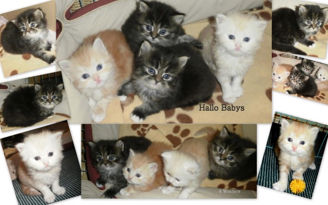 Süße Perserbabies - Perser - Helsa