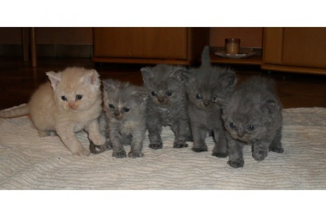 Hübsche Selkirk Rex Kitten abzugeben - Selkirk Rex - Kinheim-Kindel