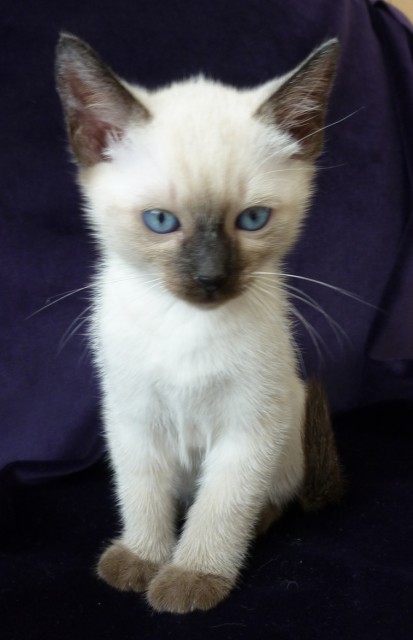 Zwei wunderschöne Siam (Thai) Kätzchen mit strahlend blauen Augen - Siam - Schreisheim