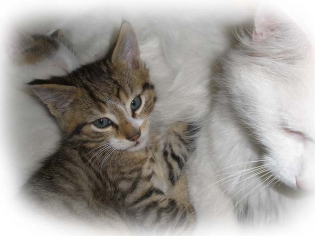 Schnurrende Lieblinge (Angora-Babys) - Angora - Ganzer