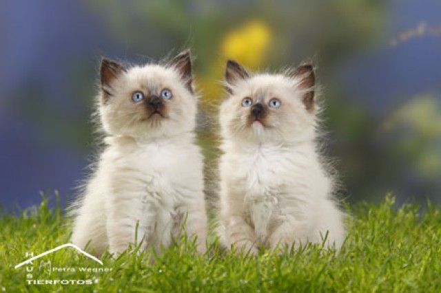 Bezaubernde Neva Masquerade/Sibibabys suchen  - Sibirische Katze - Nottuln