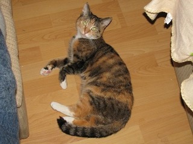 Suche deckkater für meine katze  - Deckkater - Heilbronn