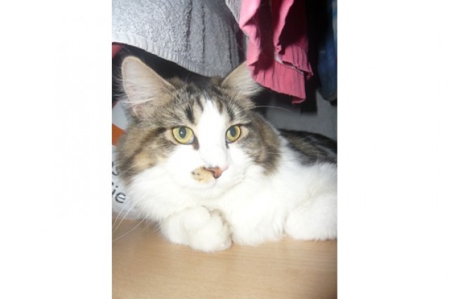 TYLER SUCHT EIN NEUES ZU HAUSE - Maine Coon - DATTELN