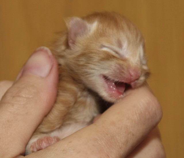 Ich habe die Kätzchen zu verkaufen Siberian Titel Pedigree Eltern. - Sibirische Katze - Polska