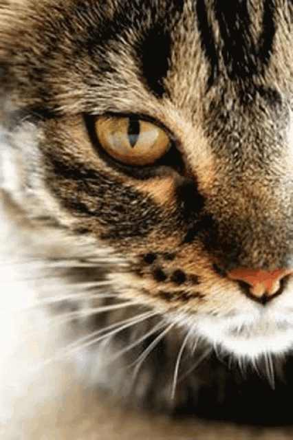 Katzensitterin ab dem 01.07.2010 verfügbar - Katzensitter - Hagen