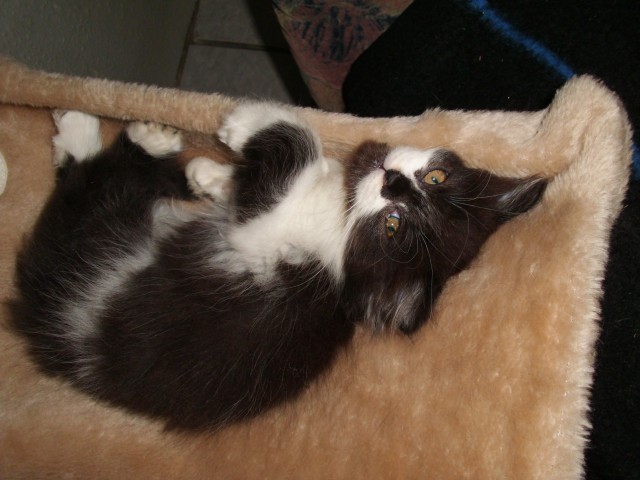 Schneeweißer Perser und schwarz weißer Perser - Perser - Belgien nähe Monschau