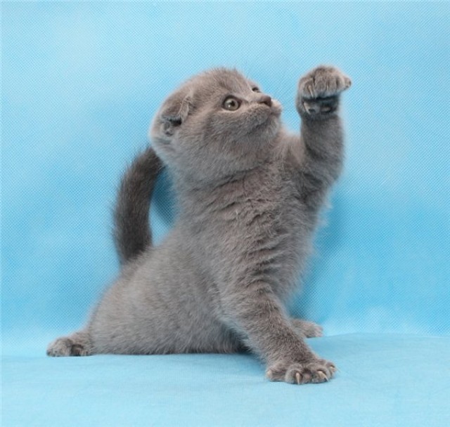 Britisch Kurzhaar und Scottish Fold - British Kurzhaar - Varna, Bulgarien
