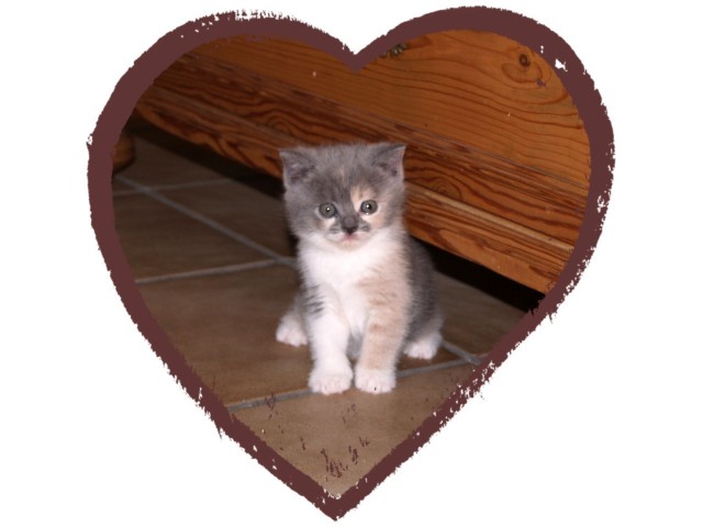 BKH Kätzin blue-tortie-white - British Kurzhaar - Münchsmünster