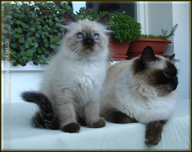 Seal-Point Neva Mädchen - Neva Masquarade - Rostock