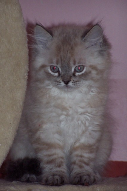 Traumhafte Perser Colorpoint - Colourpoint - Großmehring