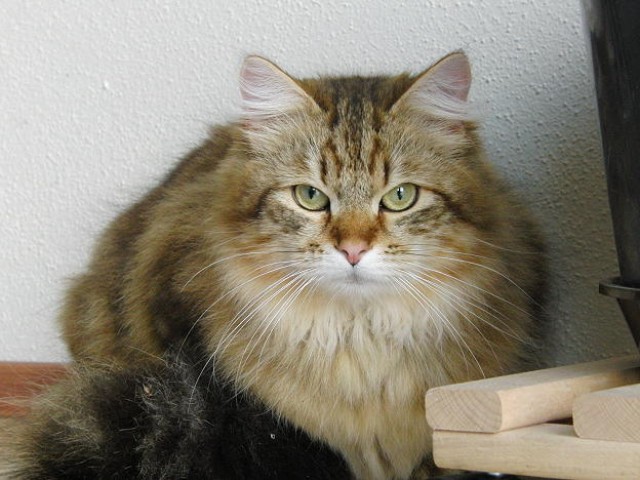 Sibirischer Kater - Sibirische Katze - Wegscheid