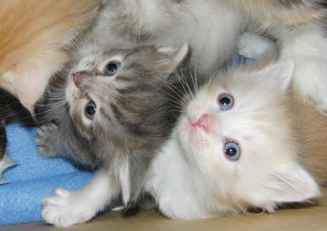 Sibirische Katzenkinder - Sibirische Katze - Wegscheid