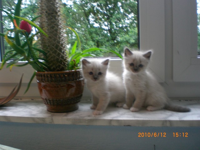Wunderhübsche Ragdoll-Kitten - Ragdoll - Remscheid