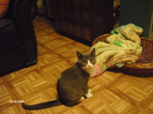 Deckkater  - Deckkater - Kaiserslautern