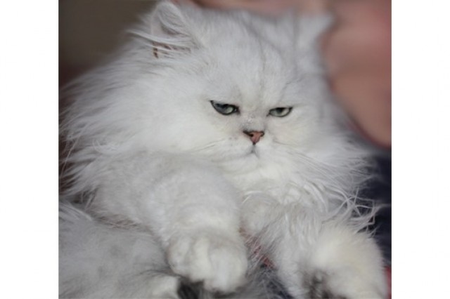 Perser Deckkater Chinchilla .  - Deckkater - Trossingen