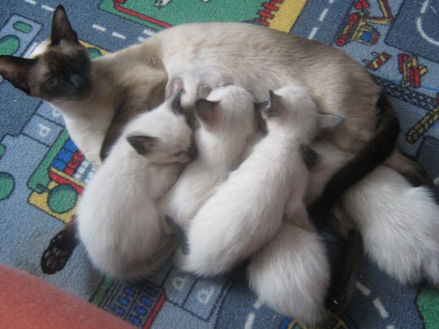Siamkatzen / Thaikatzen Babys - Siam - Bad Homburg