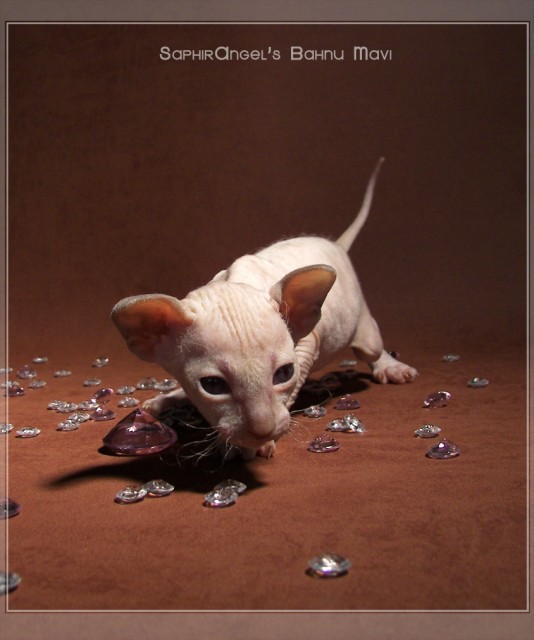 Reinrassige Peterbald Kitten - Siam - Leipzig