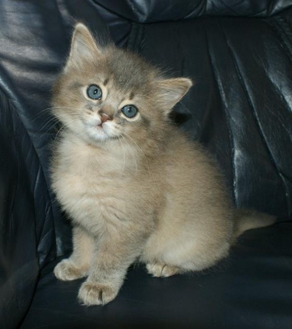 Somali-Kitten - Somali - Kempfeld