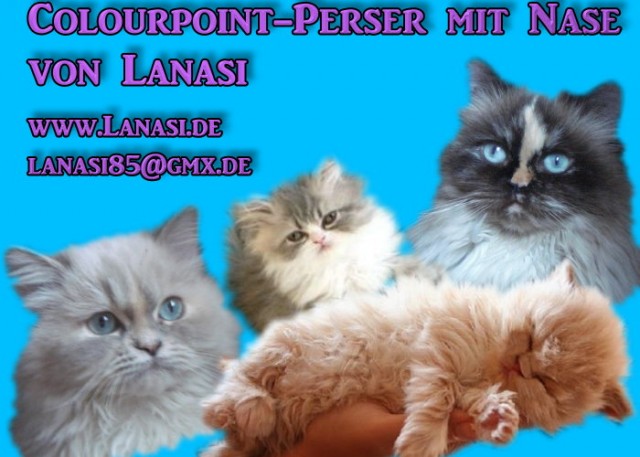 Perser mit Nase von Lanasi - Perser - Groß-Umstadt