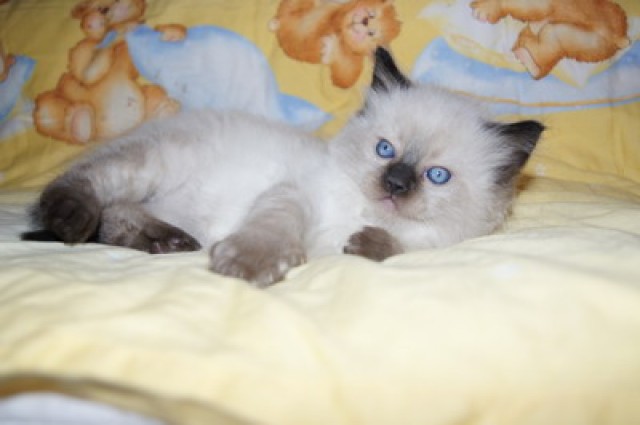 Ragdollkatzen - Ragdoll - Waldneukirchen
