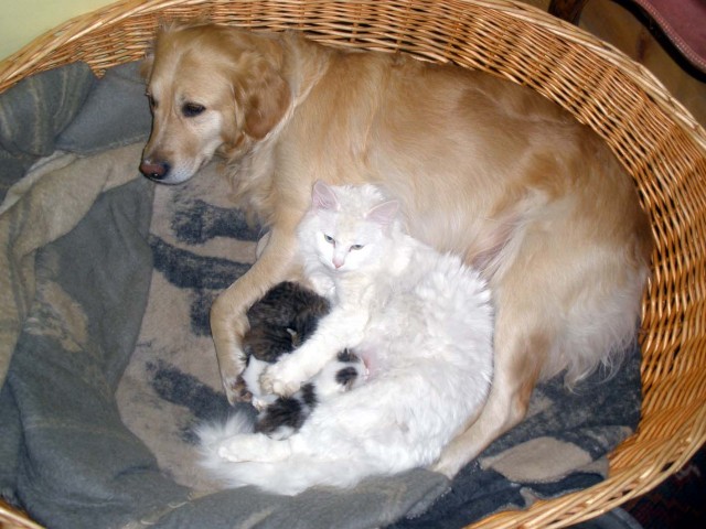 Hundefreundliche Baby-Kater - Angora - Ganzer