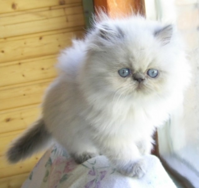 Wundervolle Perserbabys - Perser - Lutherstadt Eisleben