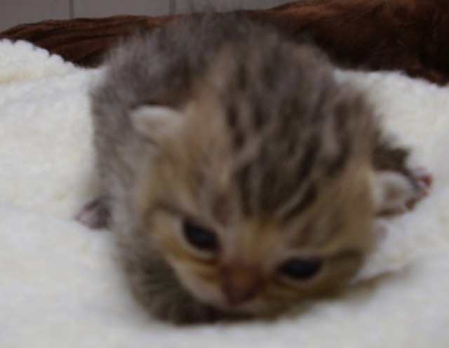 Süße Exotic Shorthair Babys sind geboren!! - Exotic Shorthair - Ostfriesland