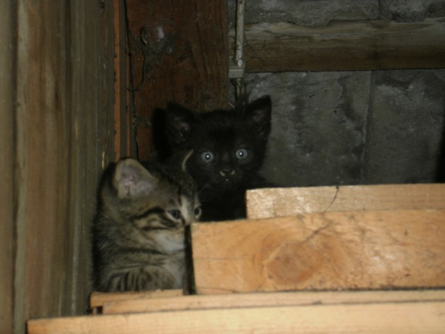 Katzenbabys zu vergeben - Hauskatzen - Egelsdorf