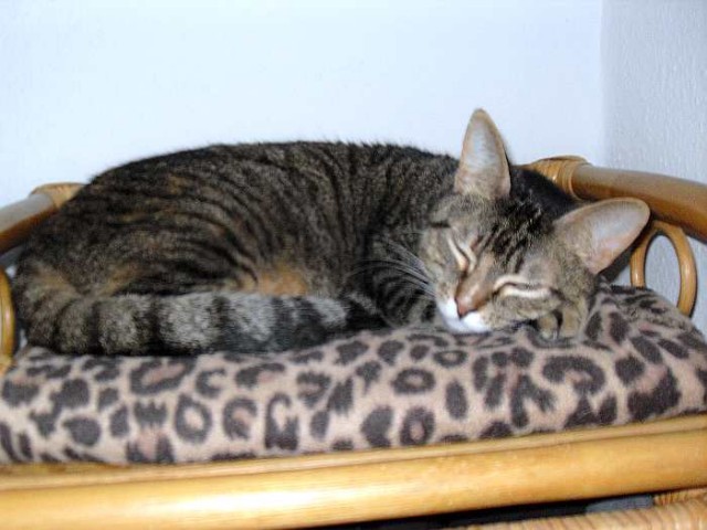 Notfall! Dringend! Maja verliert ihr Zuhause! - Hauskatzen - Bochum