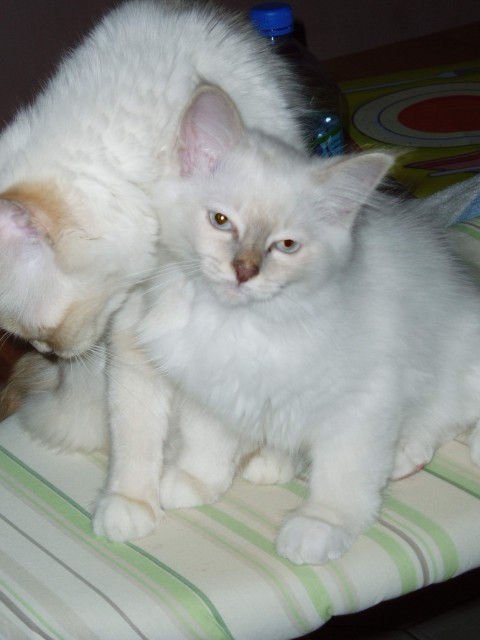 Heilige Birma Kitten - Birma - Rodgau