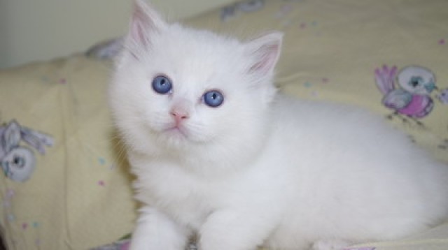 Ragdollkitten - Ragdoll - Waldneukirchen