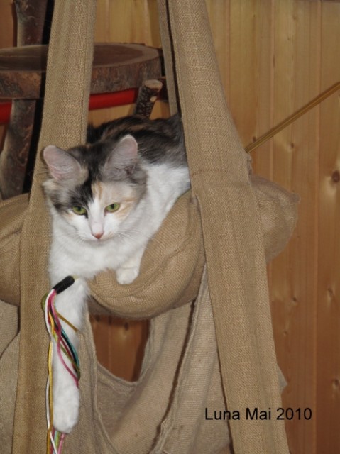 Türkisch Angora Superschmuser zu vergeben! - Katzen Sonstige - Langenlonsheim
