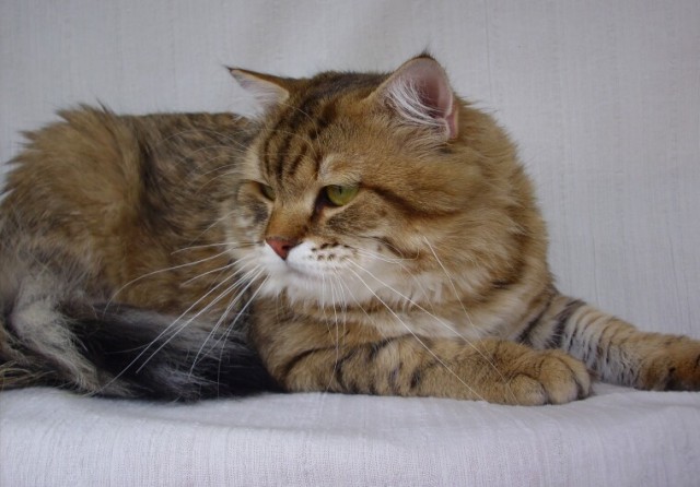 >> Sibirische Katzenbabys - Sibirische Katze - Wroclaw