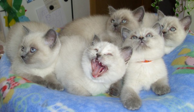 Bkh Kitten Blue Point Reinrassig Mit Stammbaum Katzen