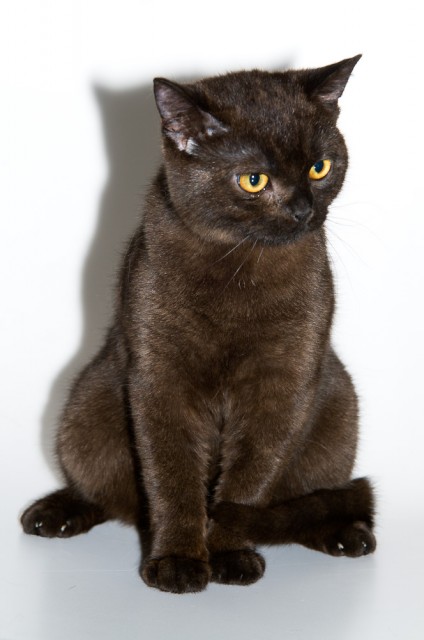 Reinrassiger BKH Deckkater hat noch Termine frei! - Deckkater - Offenbach am Main