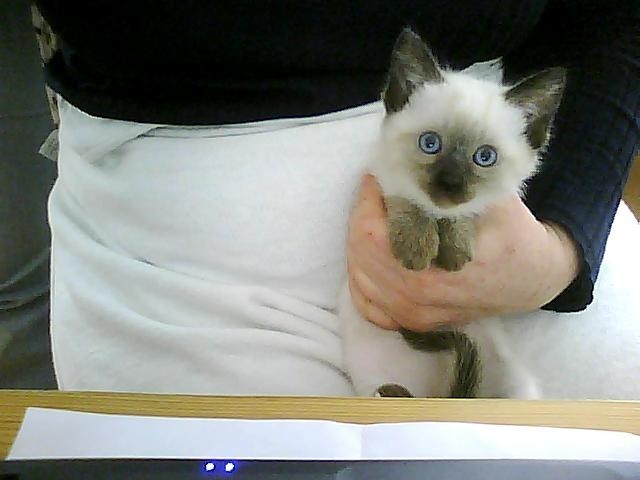 Reinrassige Siamkatze zu verkaufen! - Siam - Leimen