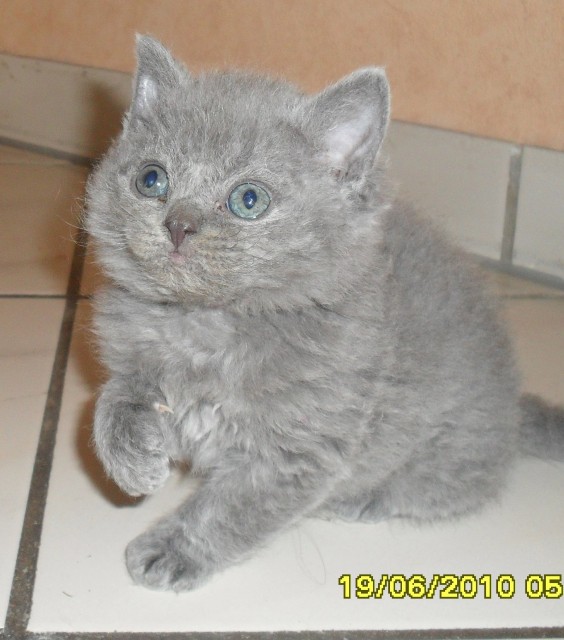 Super süßes Selkirk Rex Katerchen - Selkirk Rex - Kinheim
