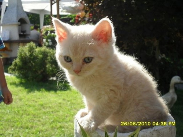 Plüschbärchen in der Farbe Cream - smoke - Selkirk Rex - Kinheim
