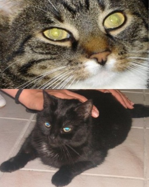 Suche Katzensitter für Zeitraum 27.08. - 10.09.2010 - Katzensitter - Oer-Erkenschwick