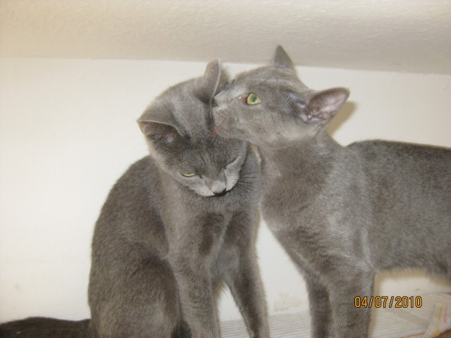 Russisch Blau Kitten mit Stammbaum - Russisch Blau - Bad Neuenahr-Ahrweiler