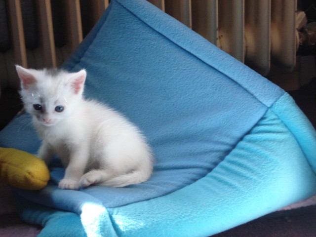 SCHNEEWEIßER Kater + schwarz-silberne Mieze,9Wochen alt,suchen ein Zuhause! - Hauskatzen - Solingen