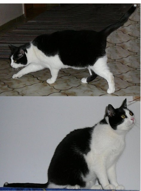Schwarz-weißer Kater entlaufen, weiße Schwanzspitze, 6J - Freigaenger - Münstermaifeld