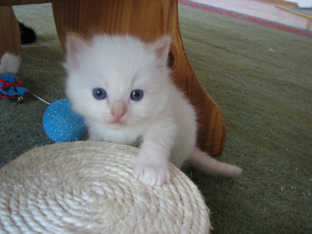 Ragdollbabies - Ragdoll - Krefeld