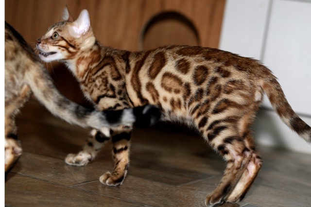 GoldenGlitter Bengalen - Sie suchen etwas Besonderes?? - Bengal - griesheim